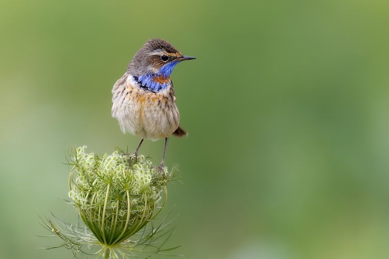 Luscinia svecica фото превью