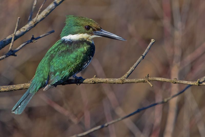 птицы, уругвай Зимородок фото превью