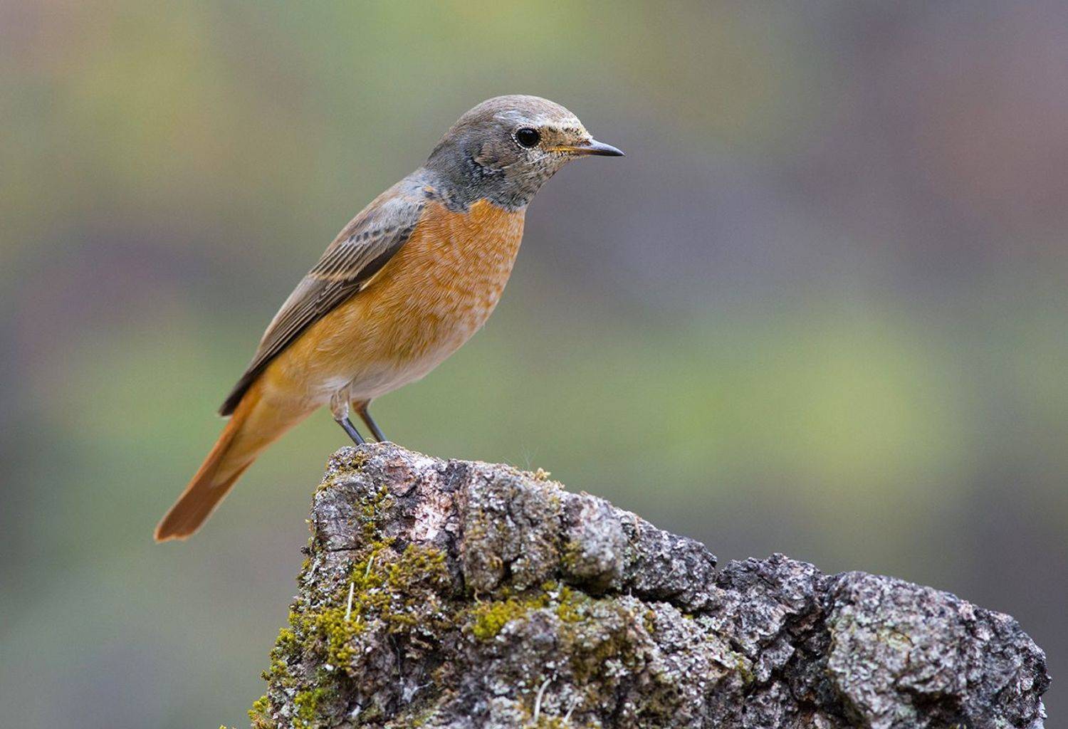 горихвостка,самец,молодой,пень,бор, Иван