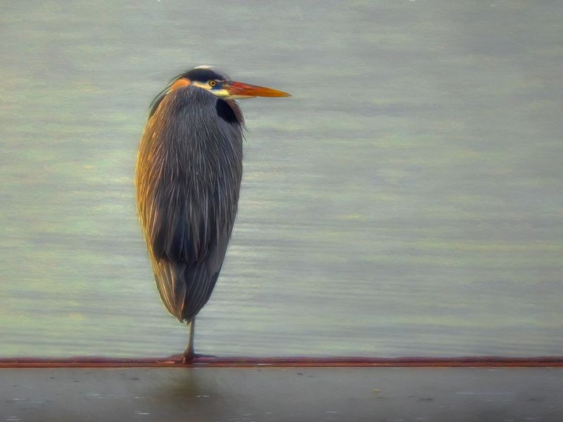 Капля-цапля, или шило в мешке не утаить фото превью