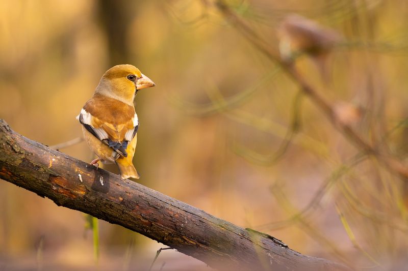 Hawfinch фото превью