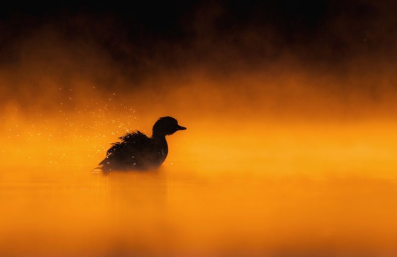 bird, birds, little grebe, animals, wildlife, nature, sony, sunrise, silhoeutte Among the fire фото превью