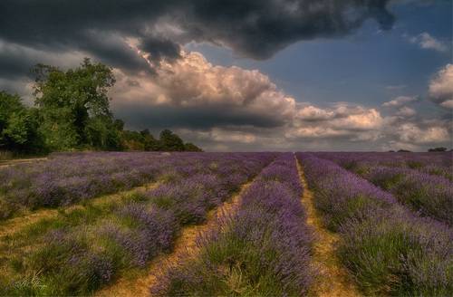 В воздухе пахнет грозой...