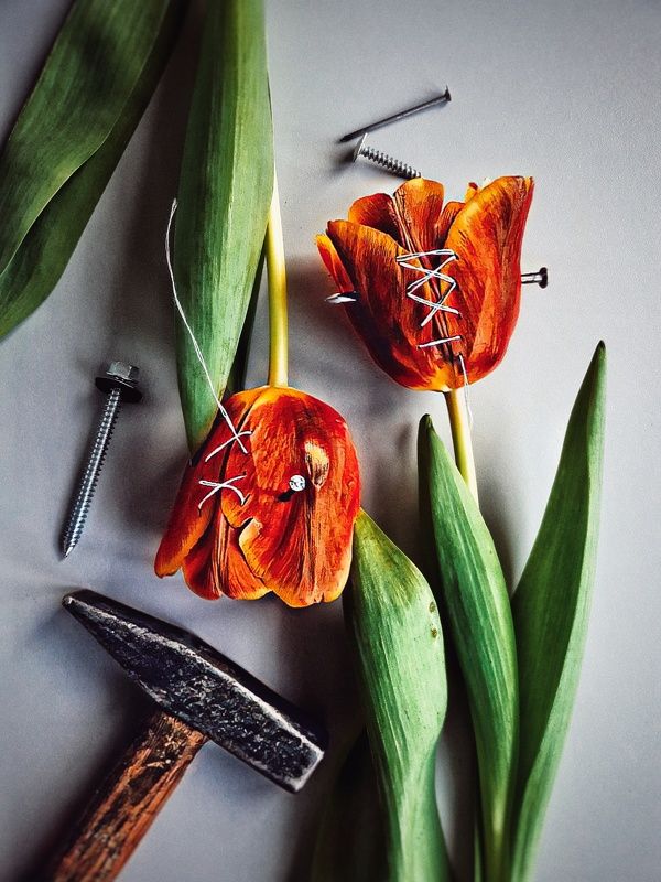 тюльпан, тюльпаны, цветы, молоток, гвозди Мы вбивали в них гвозди... фото превью