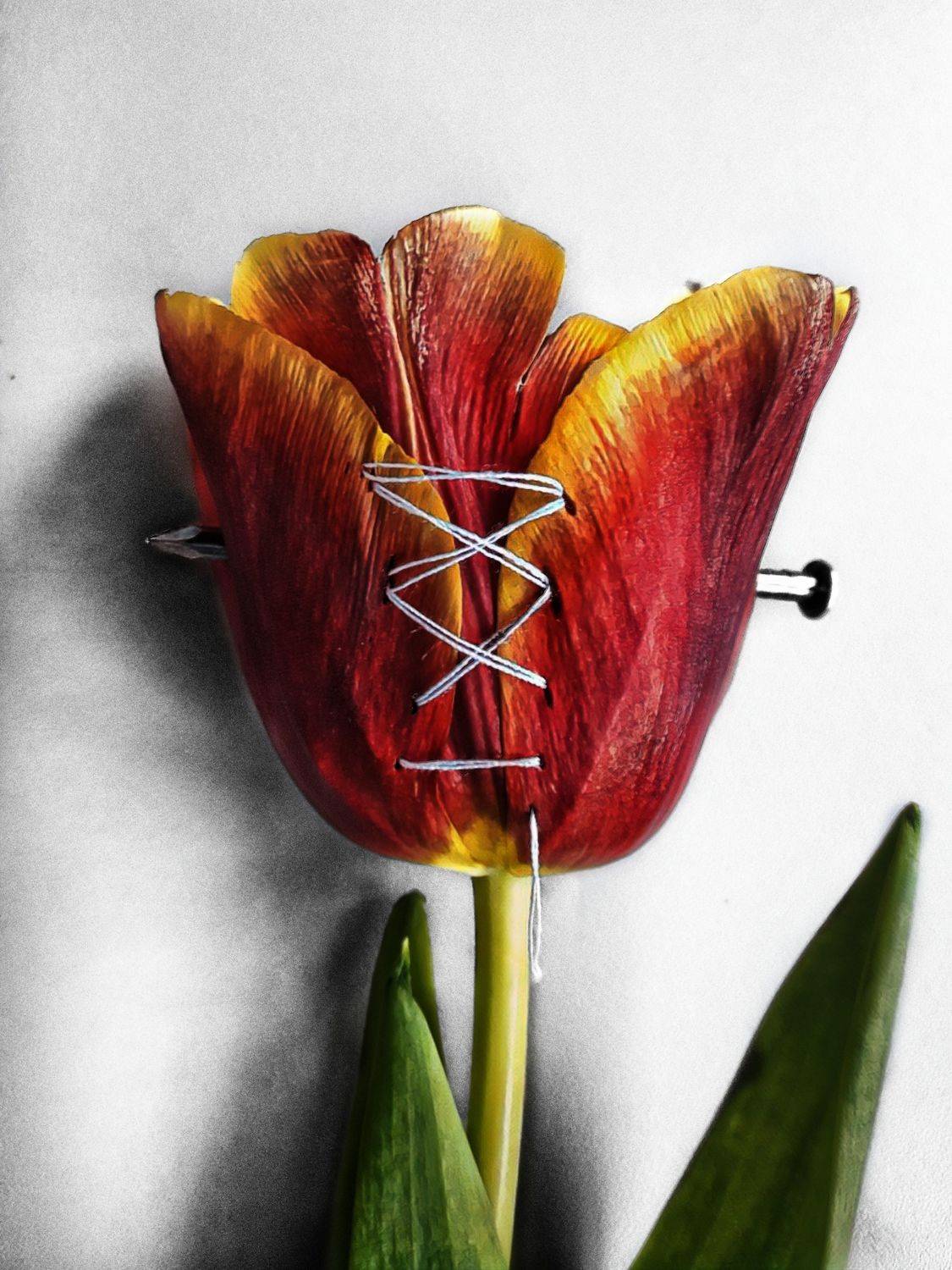 тюльпан, тюльпаны, цветы, молоток, гвозди, Марина