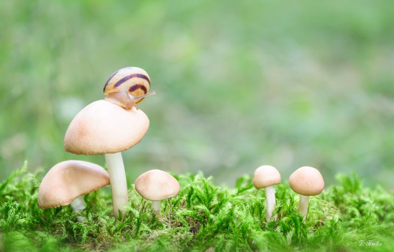#snail #macro #wildlife #nature #wallpaper #background #mushroom Snail on a walk фото превью