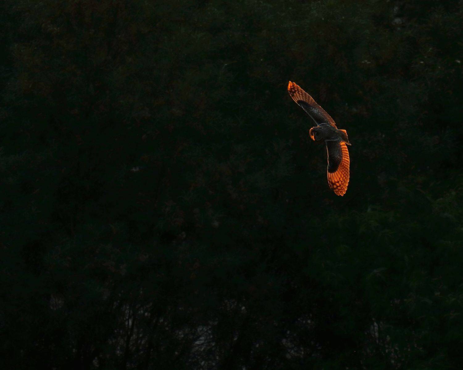 природа, вечер, закат, свет, сова, полет, Титов Александр