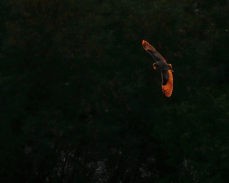 Сова на закате фото превью