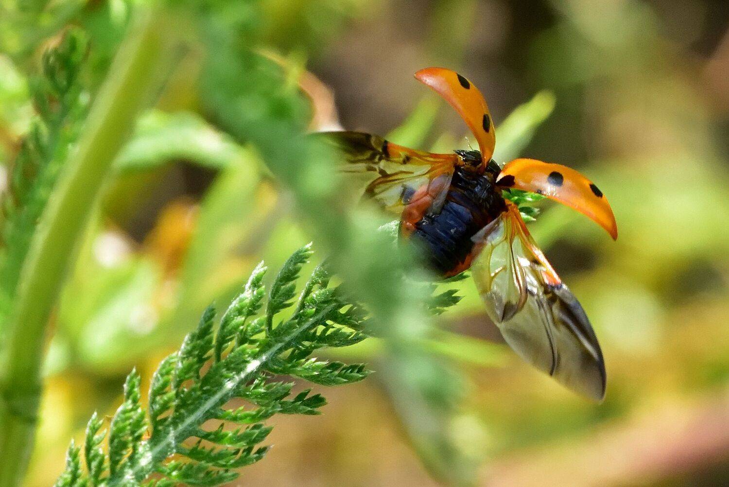 , Корнейчук Игорь