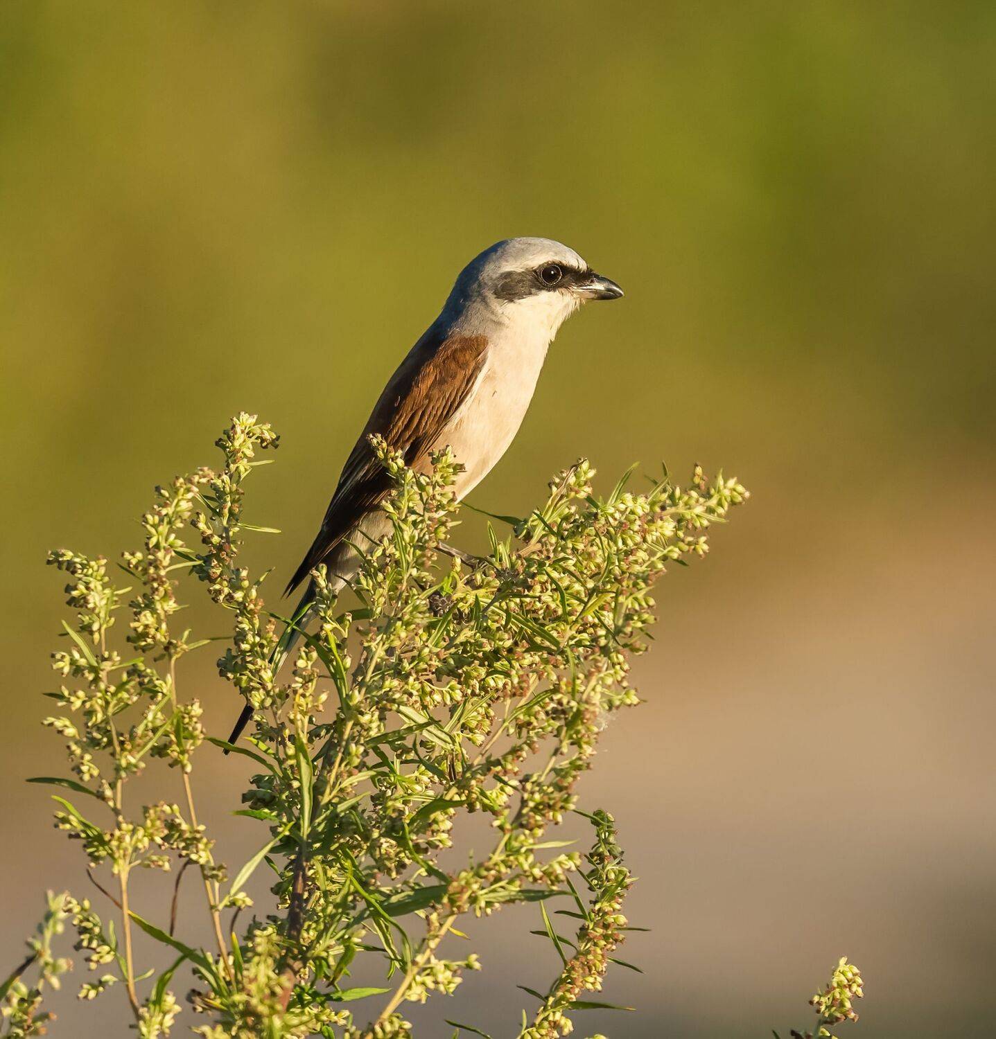 , Константин Дэм