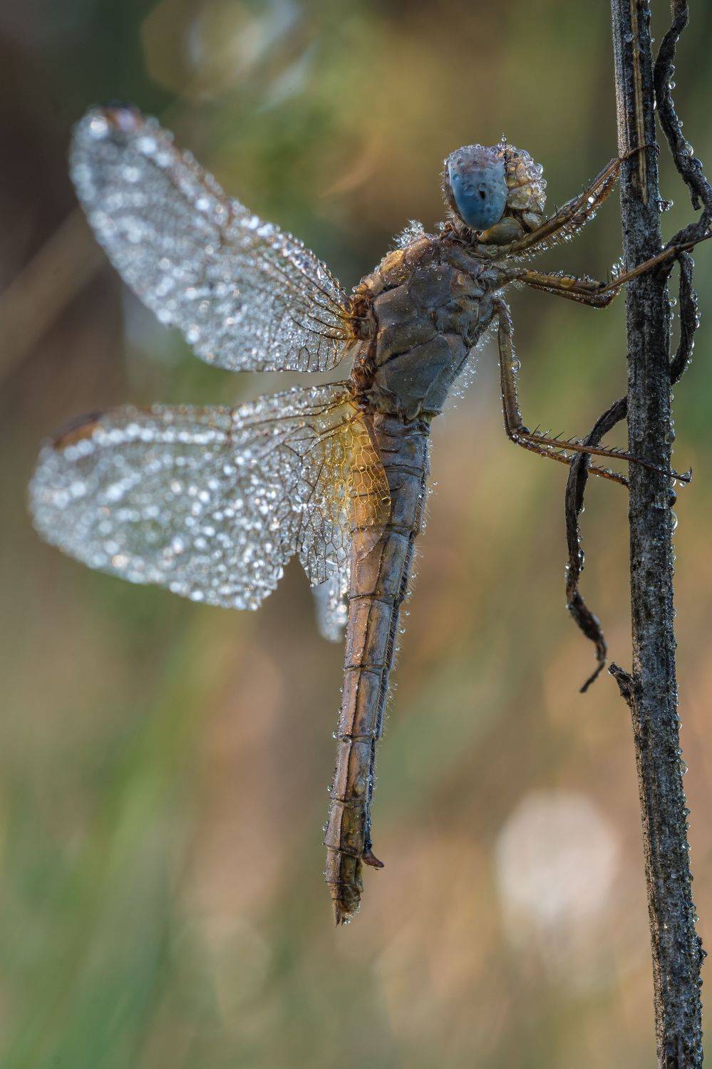 , Роман Зайцев