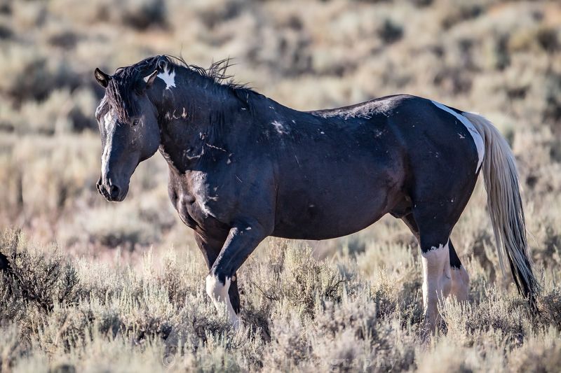 Mr. Vegas фото превью