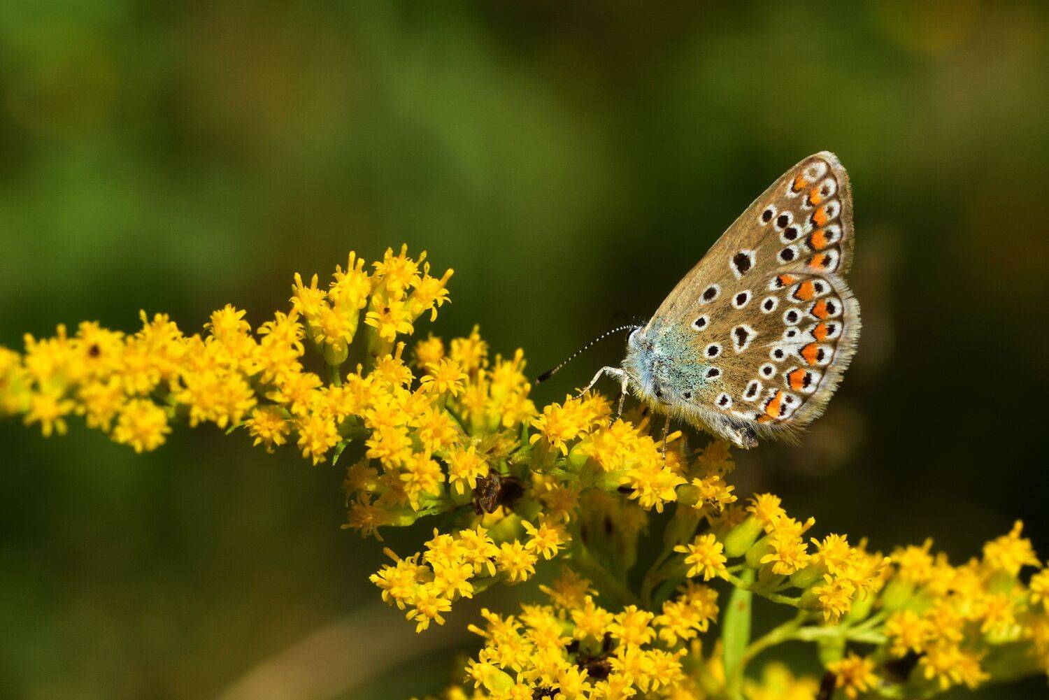 , Корнейчук Игорь