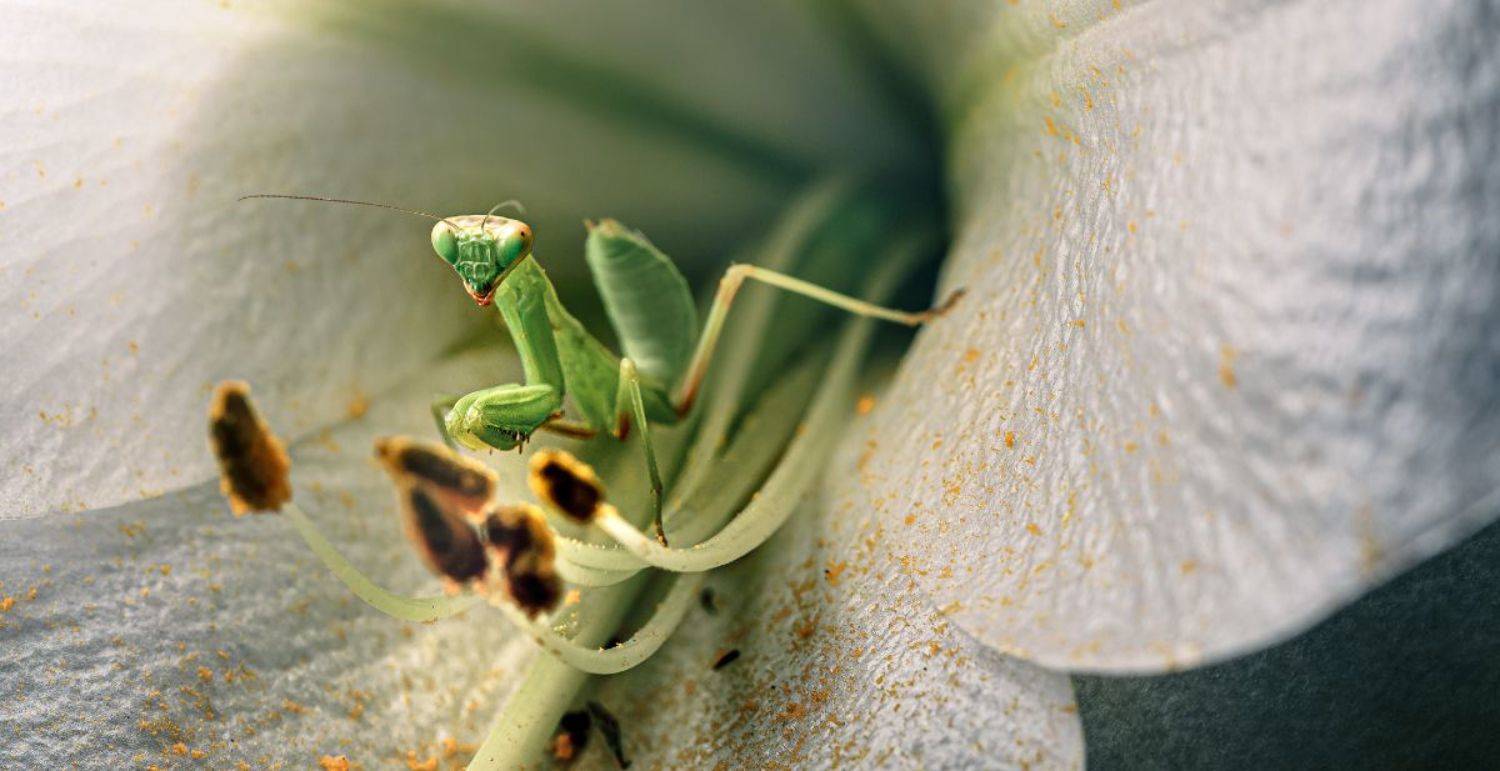 природа, макро, насекомое, богомол,, цветы, лилия, Неля Рачкова