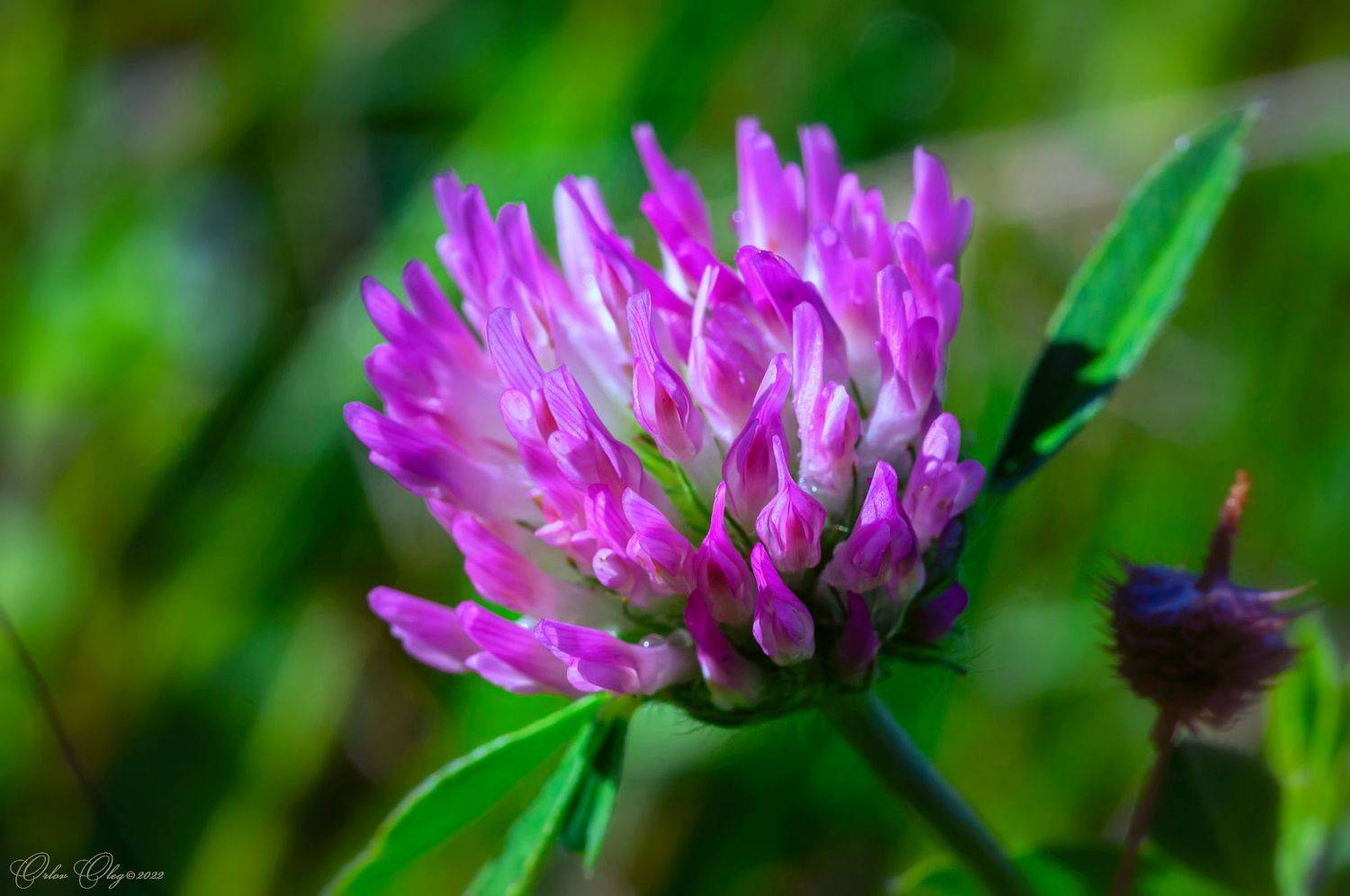 , Орлов Олег