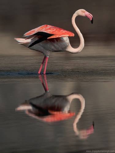 Greater flamingos