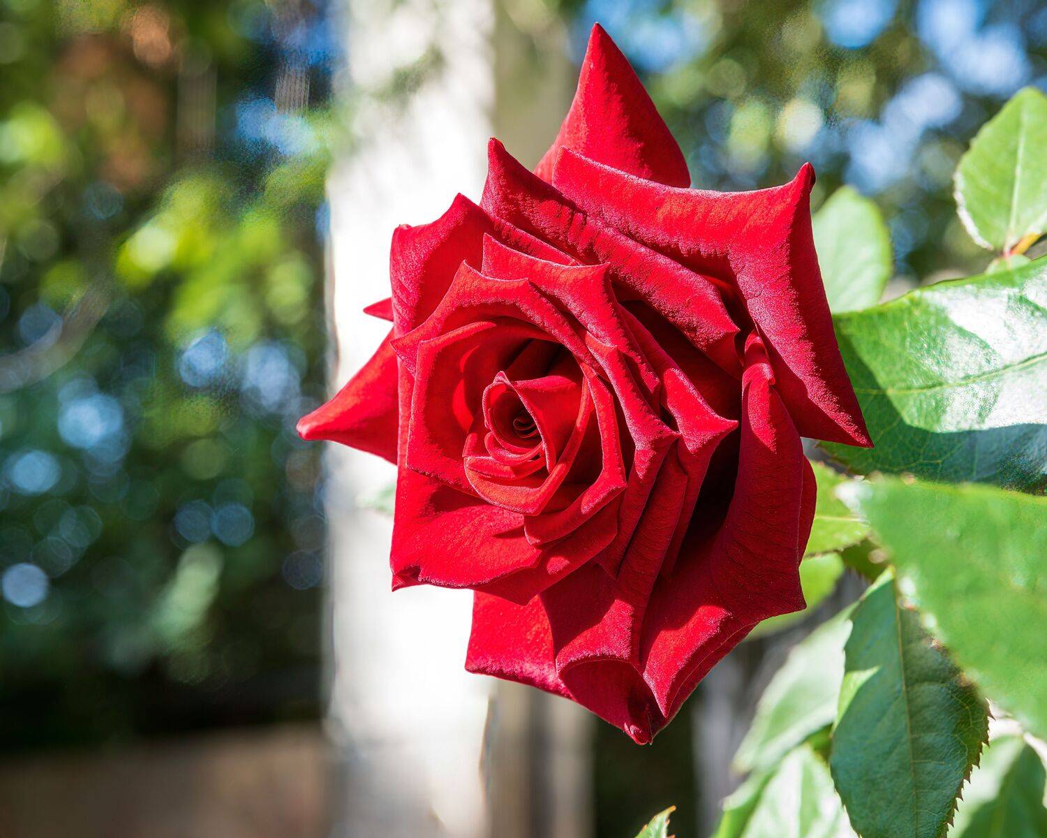 , Алексей Рыльский