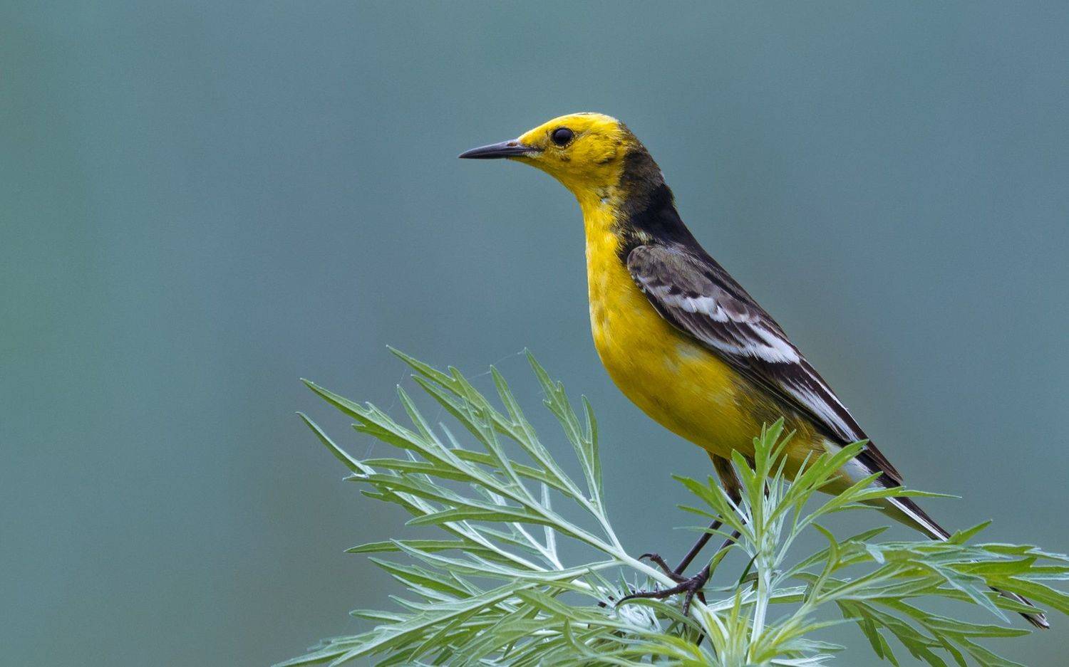 motacilla citreola,  刘渝东