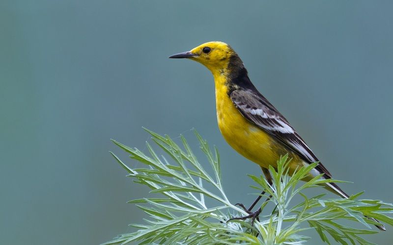 motacilla citreola Motacilla citreola фото превью
