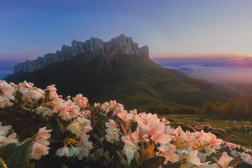 Родендроны Большого Тхача