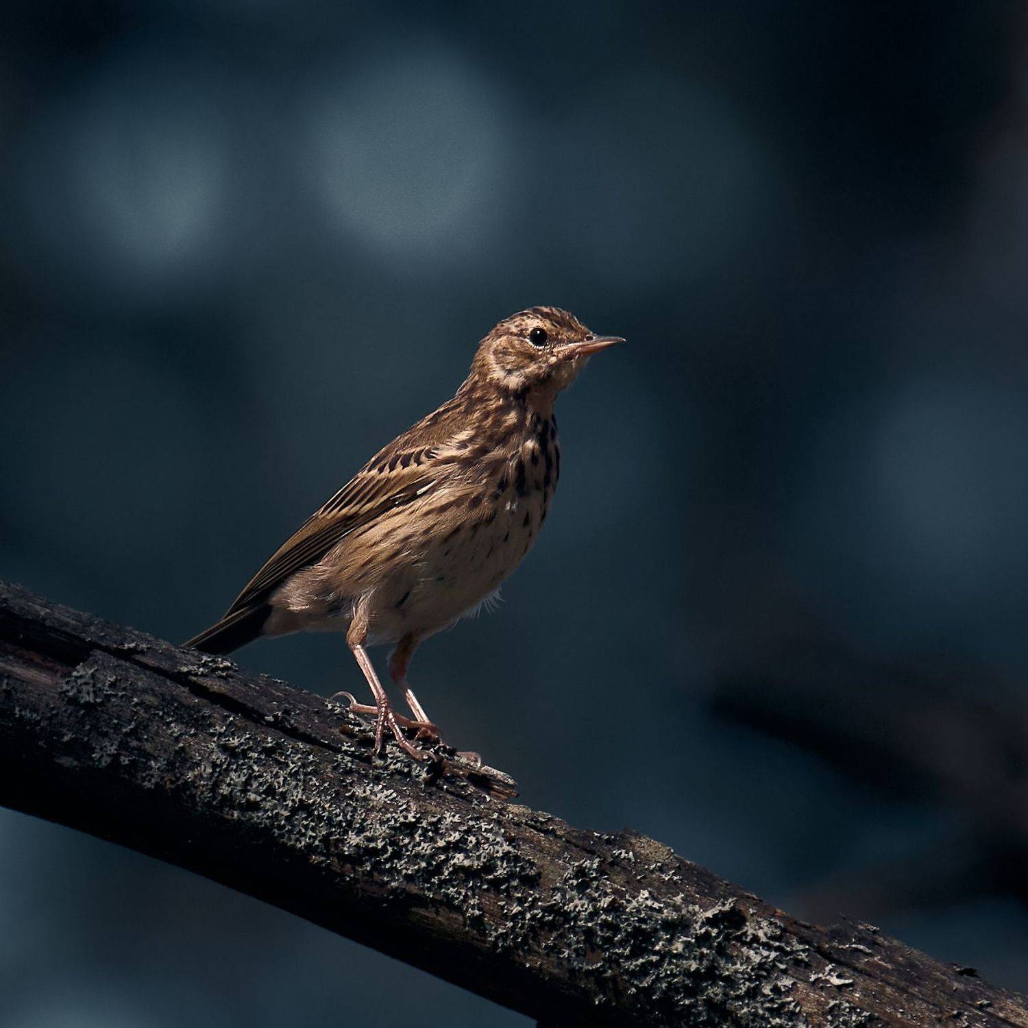 лесной конёк птичка, Mikhail Khmelevskiy