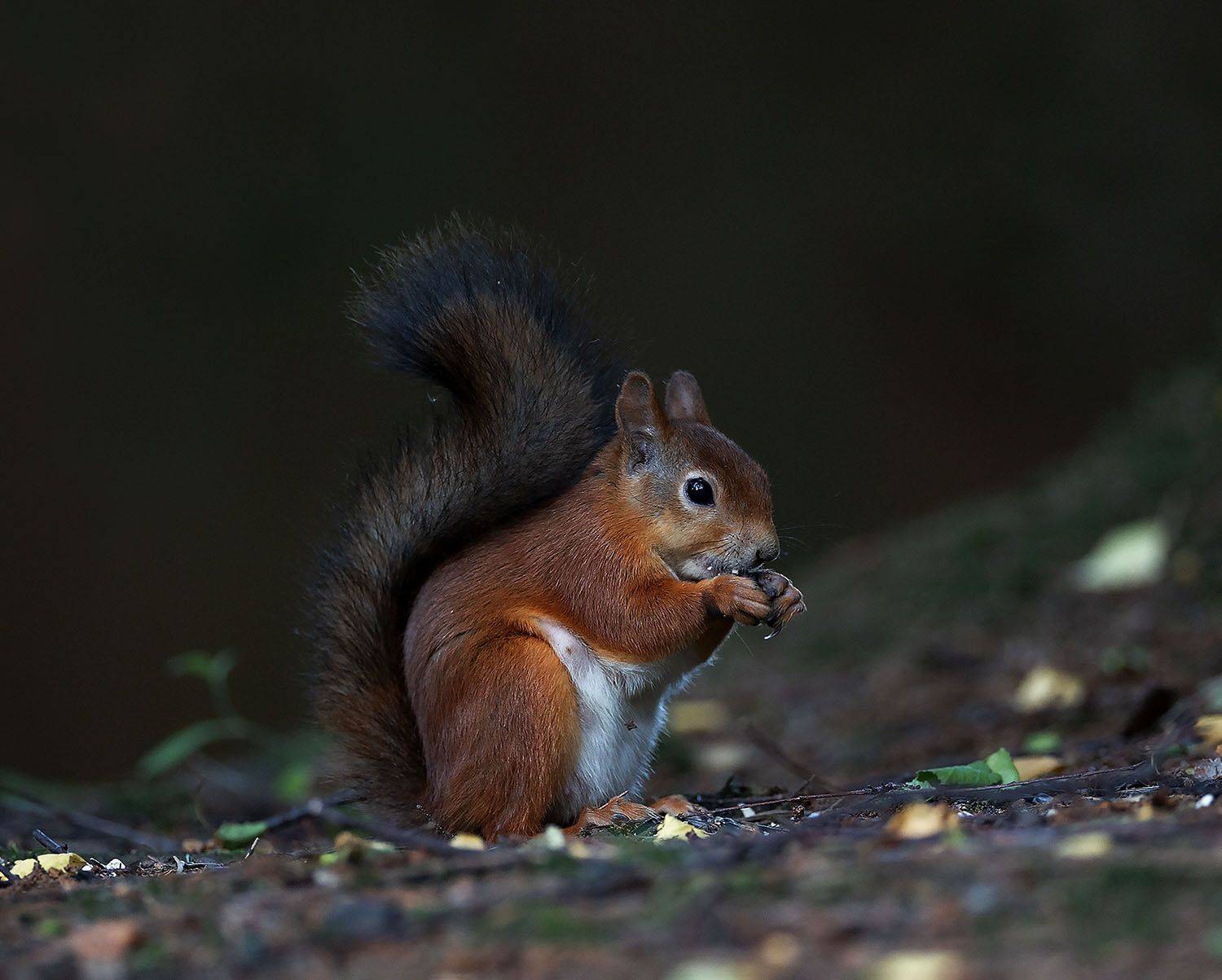 белочка, красота,лес,природа, squirrel, beautiful, forest, nature, Юлия Стукалова