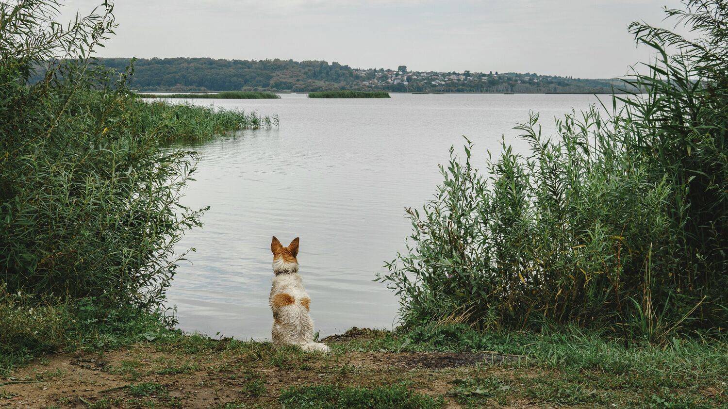 , Юрий Вертиков