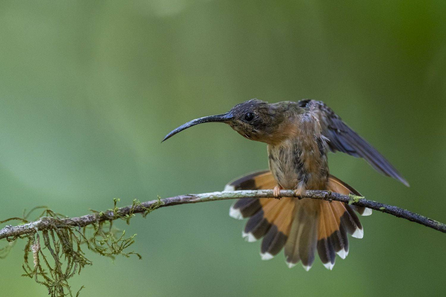 , Burgalin Sequeira Fernando