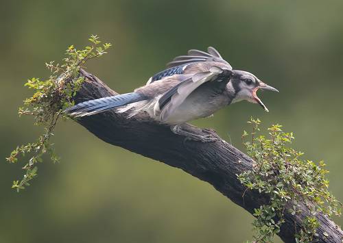 Blue Jay Juvenile. I'm still hungry