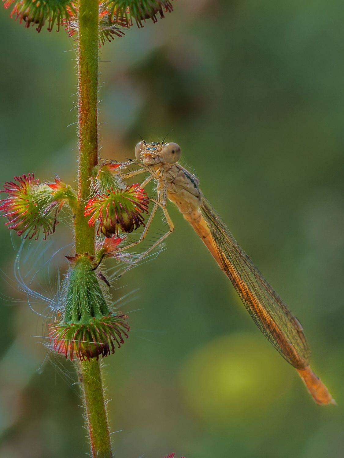 , Семенко Александр
