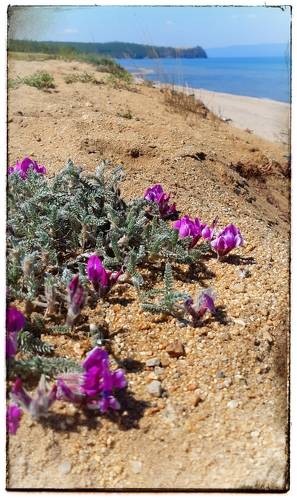 Цветы Ольхона. 