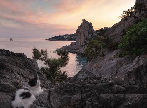 В Симеизе кругом кошки