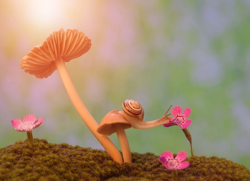 A snail\'s walk on a mushroom фото превью