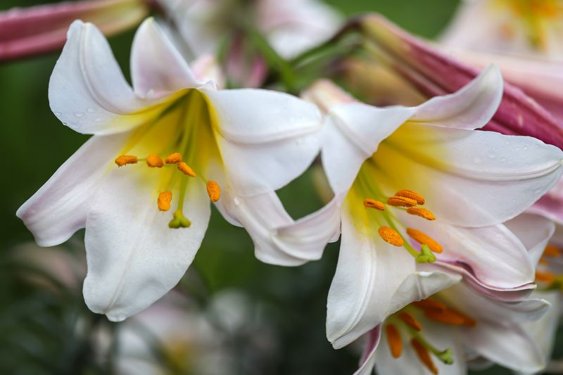 white lilies, flowers, garden, macro, close-up, nature white lilies close-up фото превью