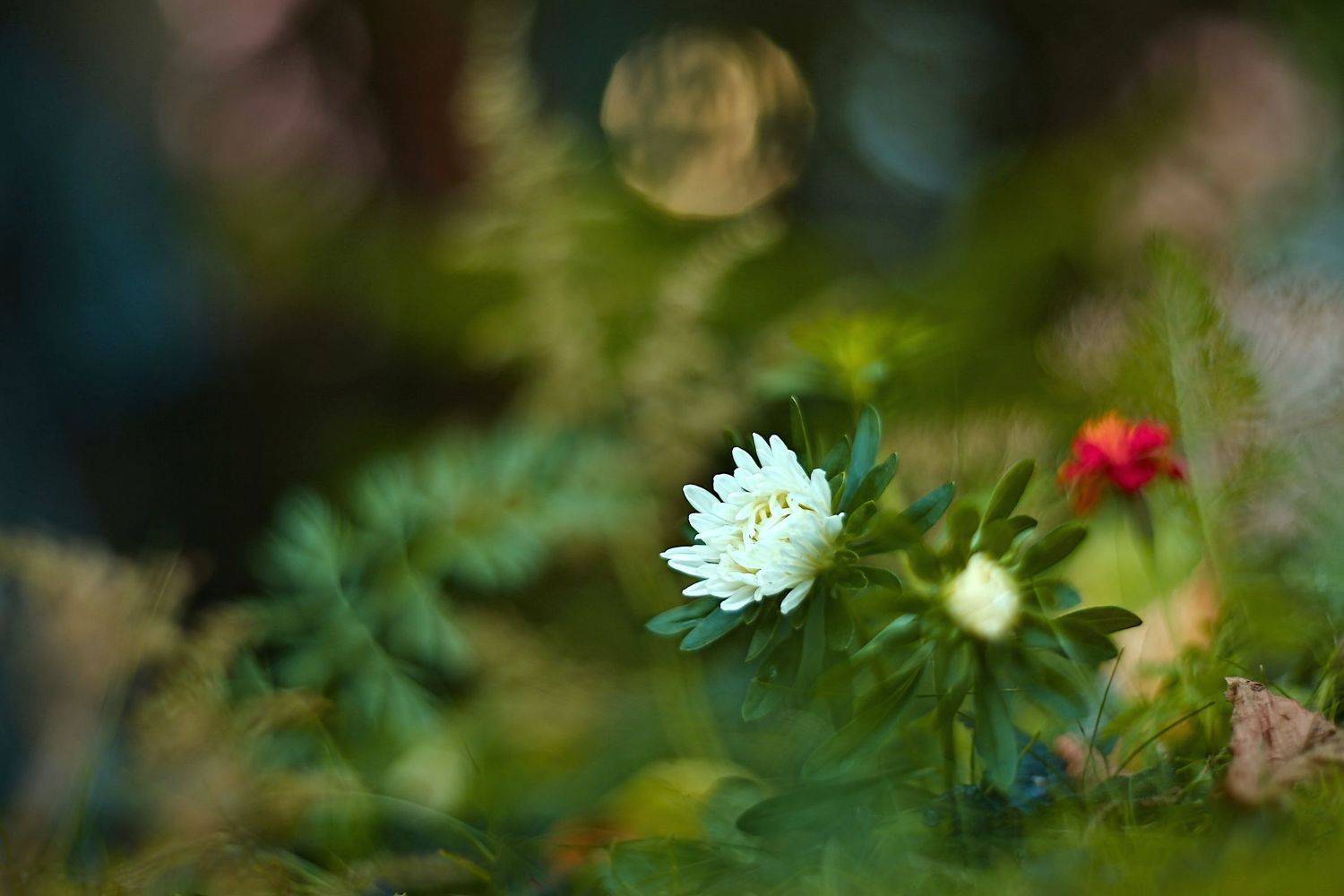 , Эдуард Колобошников