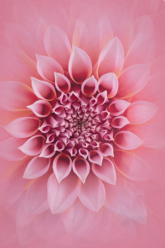 георгина, макро, цветы , природа, macro, flowers, nature, dahlias, artphoto, артфото Георгина фото превью