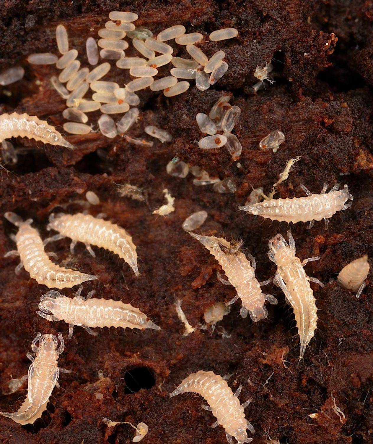 трипсы пузыреногие, Александр Зорин