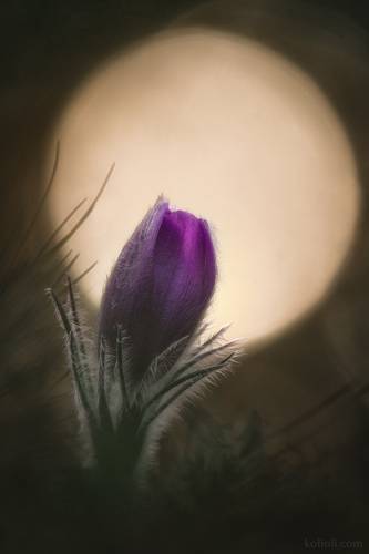 Прострел весенний и обыкновенный