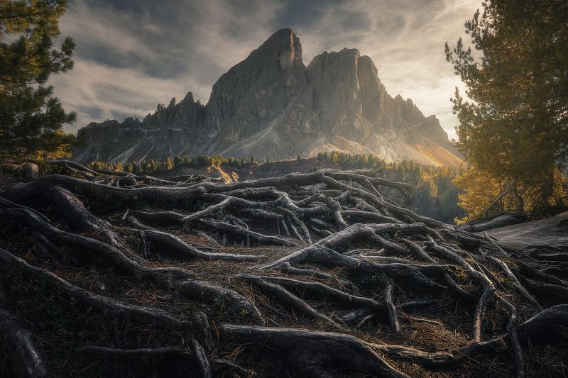 Roots фото превью