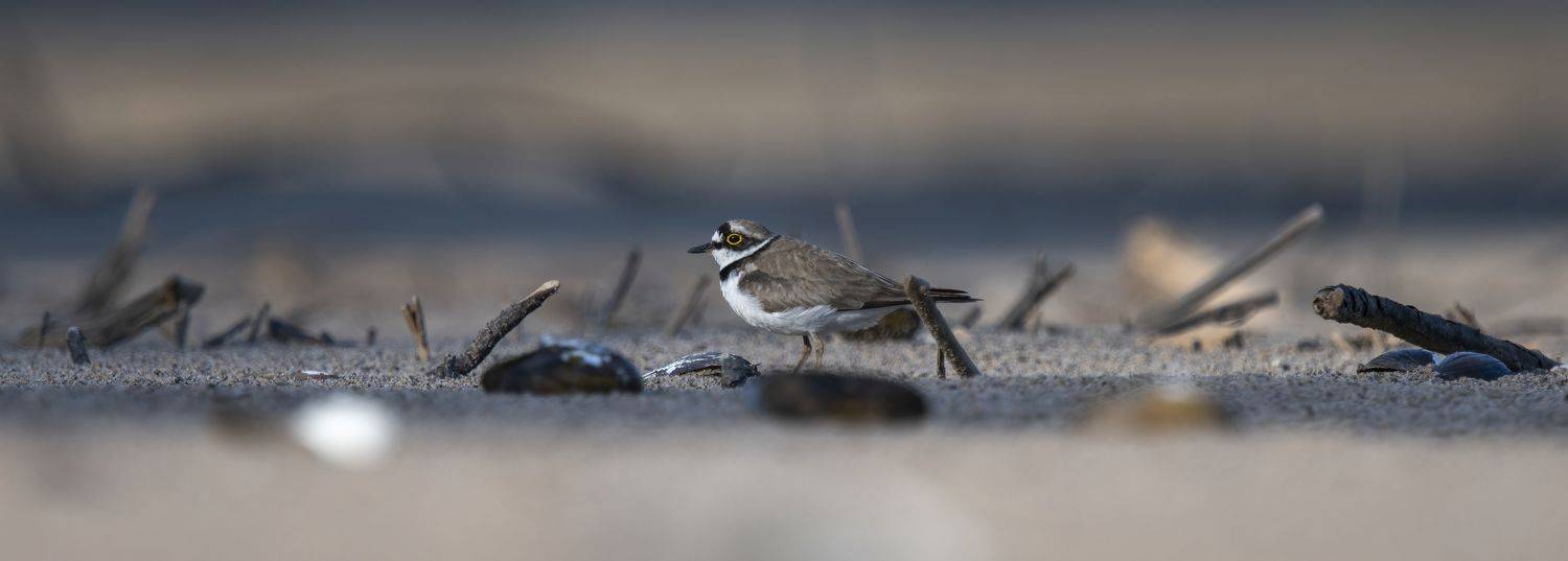 Малый зуек, Калиногорский Юрий