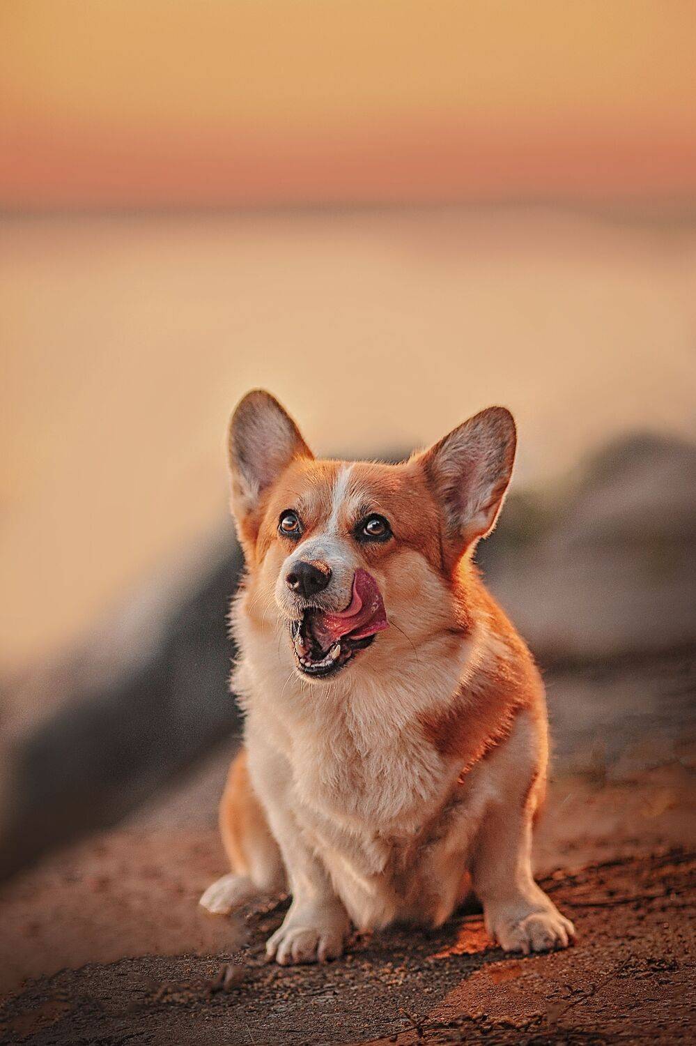 , Лысенкова Ксения