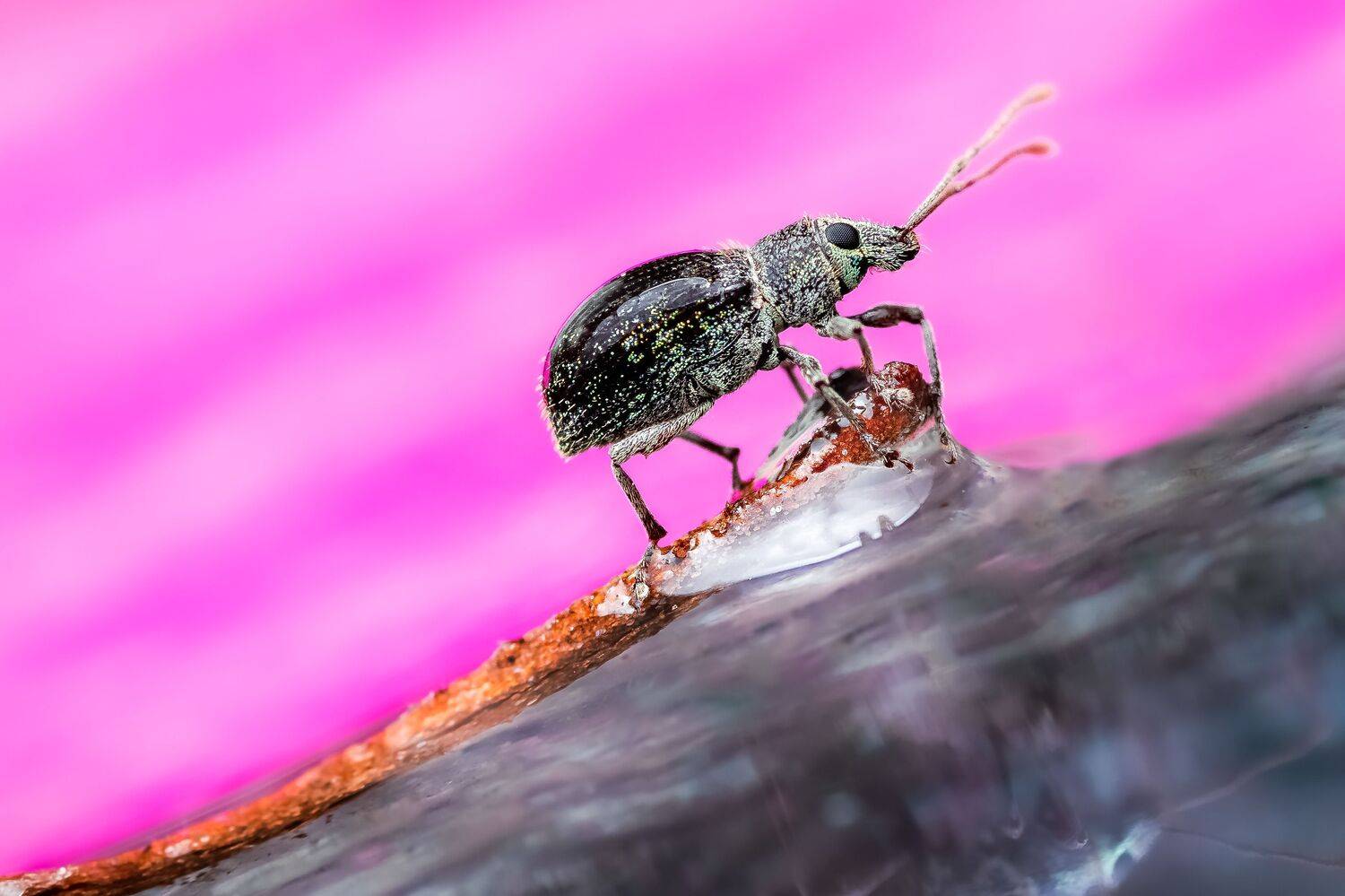 weevil, beetle, insect, fall, autumn, stink bug, macro, leaves, season, seasons, camouflage, camouflaged,, Atul Saluja