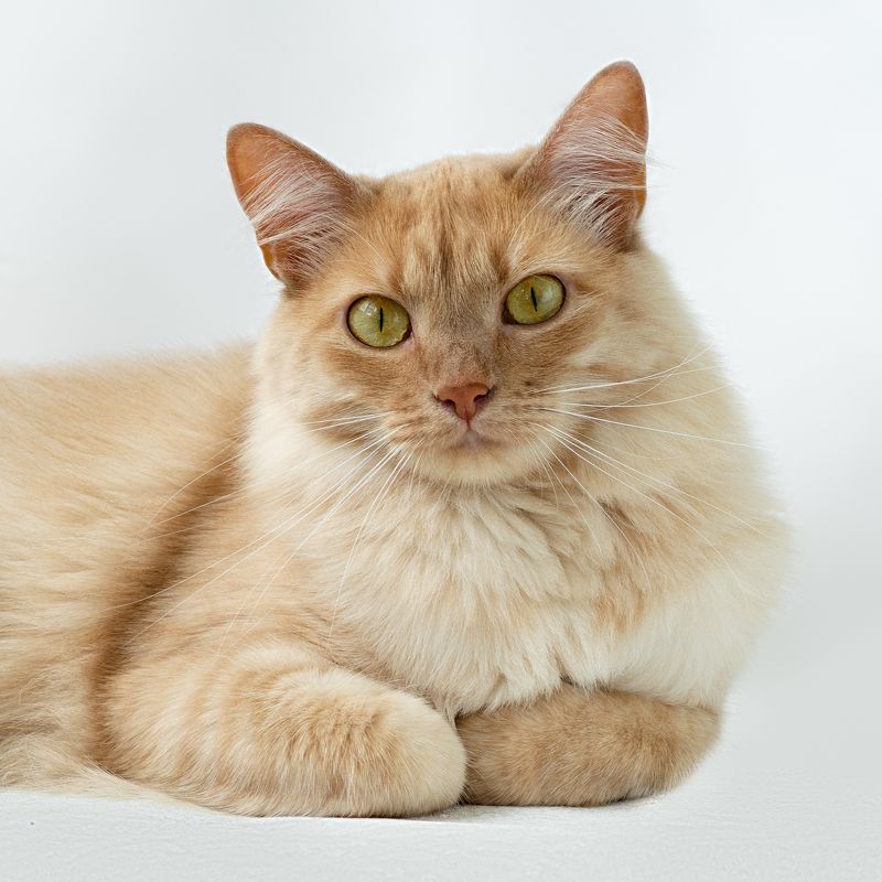 Алиса фото превью