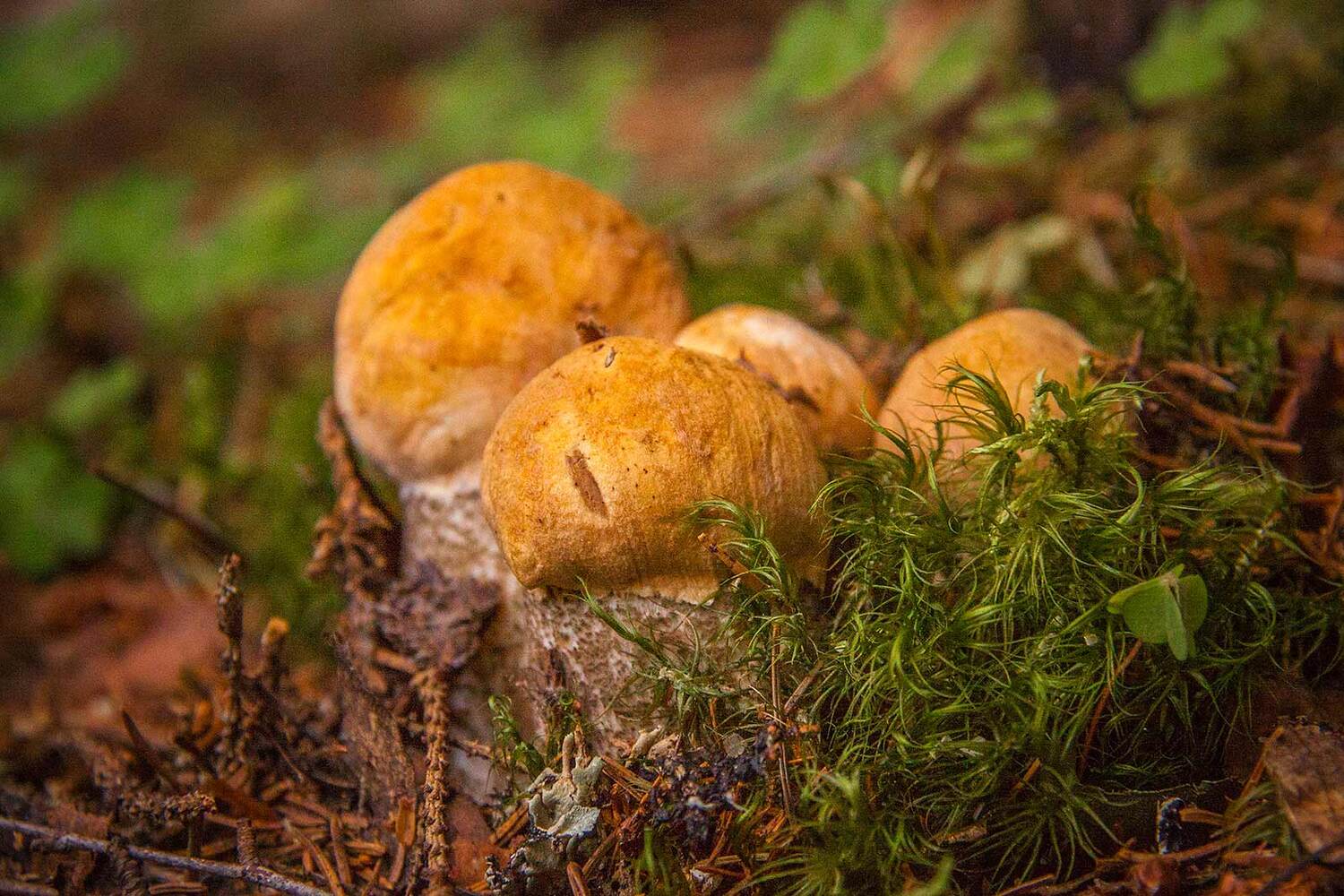 , Напалкин Станислав