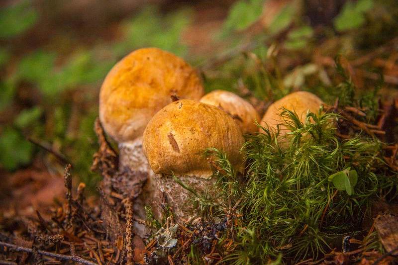 Семейка фото превью