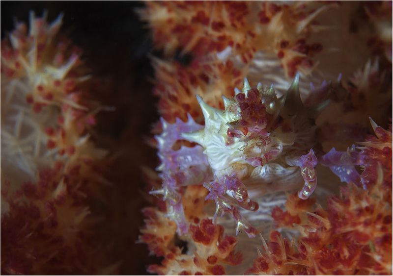 филиппины, негрос, канди-краб мимикрия фото превью