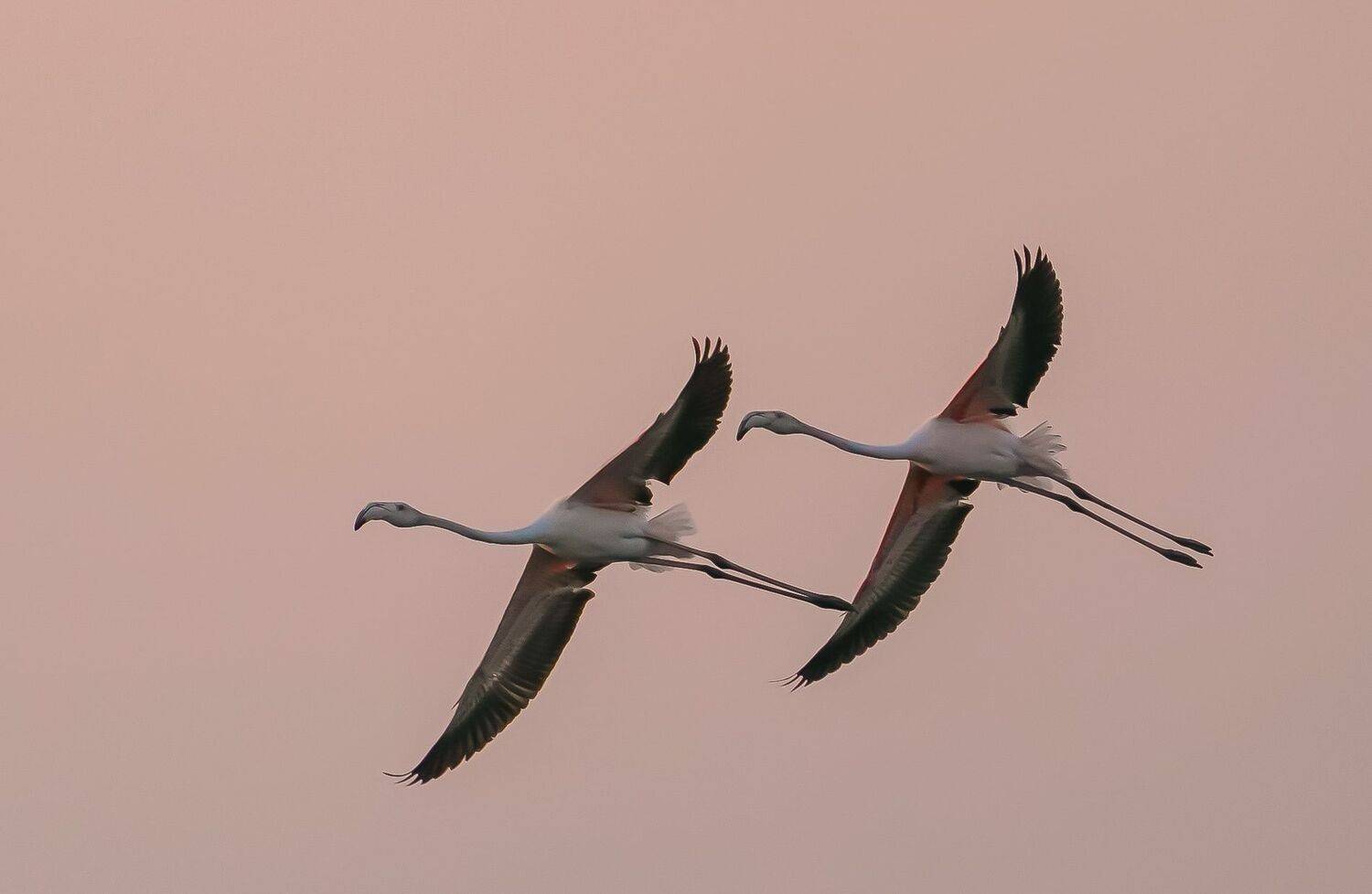 , Красимир Георгиев