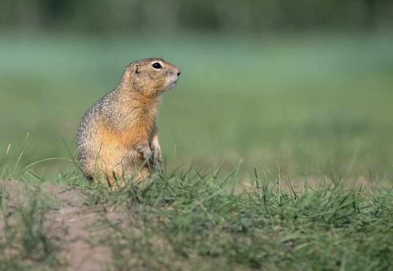 животные, суслики, о. татышев Суслики о. Татышев фото превью