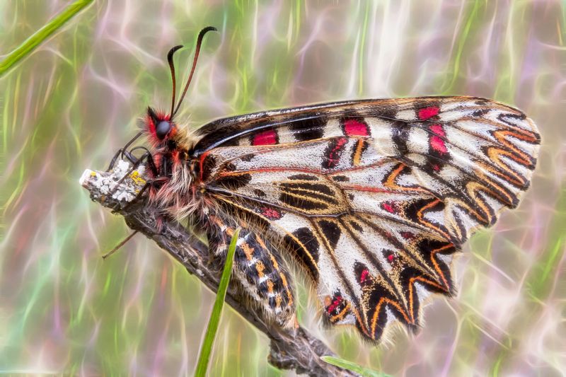 фото превью