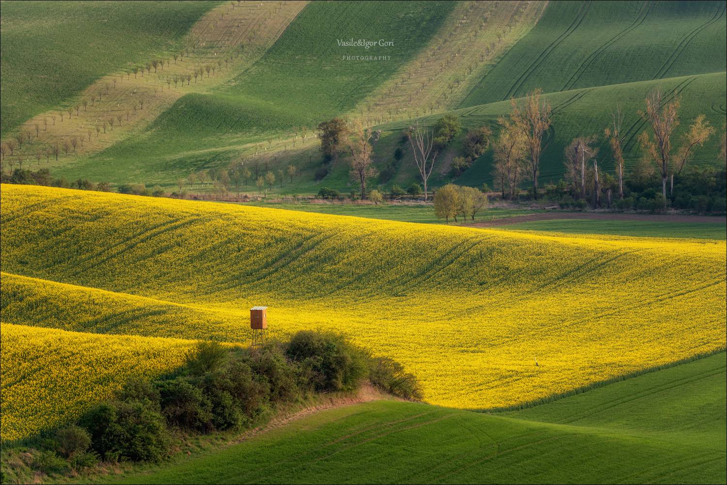 южная моравия,пейзаж,hils,линии,south moravian,lines,свет,czech,весна,чехия,рапс,landscapes., Василий Гори